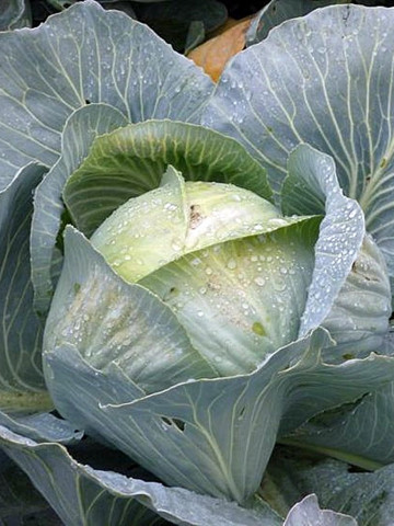 Ancoma F1 (1000 seminte) varza alba ce produce capatani rotunde aplatizate dense si cu gust excelent chiar si in conditiile lipsei de apa productia este foarte buna si de calitate, Rijk Zwaan