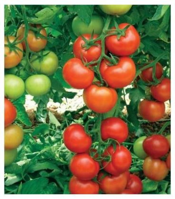 Antalya Rn F1 (1000 seminte) de tomate cu crestere nedeterminata ce prezinta productivitate si rezistenta ridicata, Yuksel
