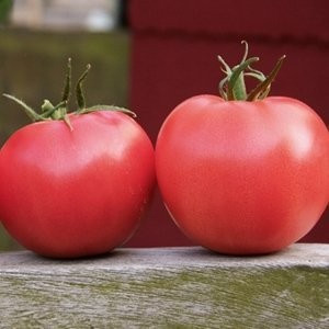 Aphen F1 (250 seminte) tomate roz crestere nedeterminata extratimpurii, Clause