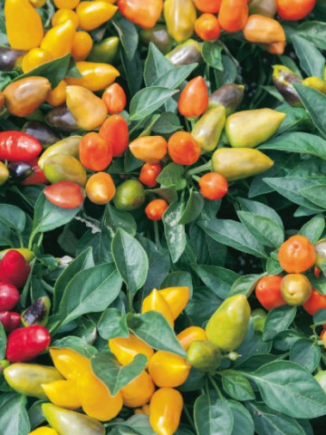 Ardei iute decorativ Oraneta (35 seminte) ardei iuti decorativi planta pitica pentru ghivece, Florian