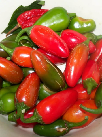 Ardei iute Jalapeno (0,4g), seminte de Ardei Iute Jalapeno originar din Mexic America Latina