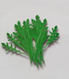 Atlanta - 1 kg - Seminte de rucola (baby leaf) cu o maturitate semitimpurie pretabila pentru semanat incepand cu luna martie si pana in septembrie ce prezinta toleranta la inflorirea prematura si la ingalbenirea frunzelor de la Isi Sementi