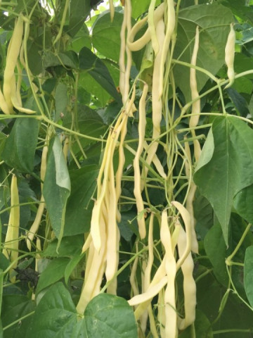 Baldana Fasole Urcatoare – 25 gr – Seminte Fasole Baldana Soi Romanesc Productie Mare de la 4 Agro Romania