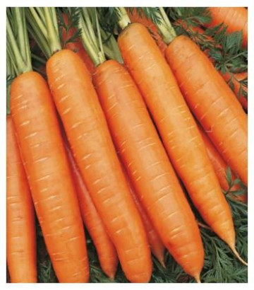 Bangor F1 (25.000 seminte) morcovi orange tip Berlicum (calibru seminte < 2.0 mm ) hibridul este recomandat pentru industrializare, Bejo