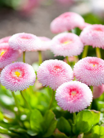Banutei Pomponette Pink (300 seminte) Bellis perennis flori pompon roz, Agrosem