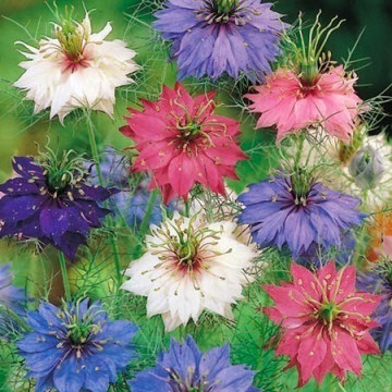 Barba Imparatului Mix (Noptite, Mirabilis Jalapa) 450- seminte Flori Barba Imparatului de la Florian