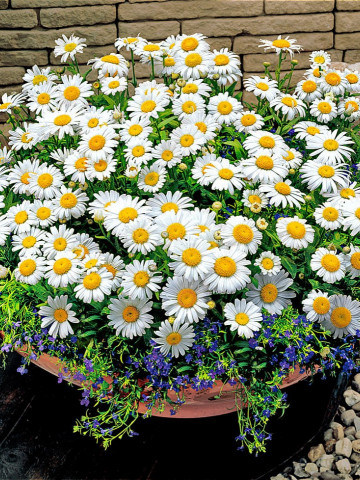 Bee Happy Musetel Medicinal Bio (2000 seminte) Bio de Musetel Medicinal Planta Perena Medicinala, Laktofol