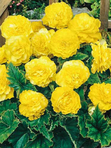 Begonie Cascade Picotee (2 bulbi), floare culoare galben, semicurgatoare, bulbi de flori