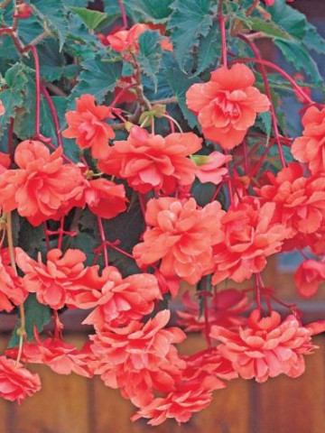 Begonie curgatoare pendula cascade Salmon (2 bulbi), floare mare, portocaliu, bulbi de flori
