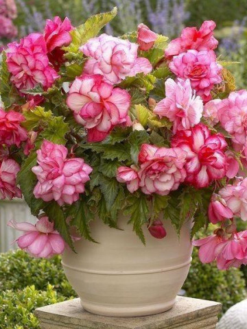 Begonie Pink Balcony (3 bulbi), floare mare, culoare galben cu portocaliu, bulbi de flori