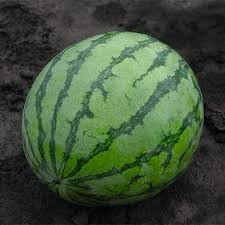 Bejo 3038 F1 - 200 sem - Seminte de pepene verde ce impresioneaza prin uniformitatea fructelor de la Bejo