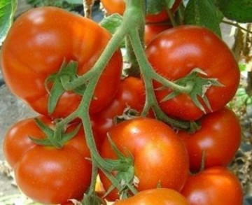 Belle F1 (1000 seminte) rosii cu crestere nedeterminata de foarte buna calitate coacere uniforma fara capac verde si cu o capacitate de fructificare excelenta chiar si in conditii de temperaturi ridicate rezistand la transport, Enza Zaden