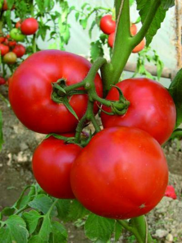 Berberana F1 (20 seminte) de rosii nedeterminate cu fructe uniforme rotund-aplatizate ferme, Enza Zaden
