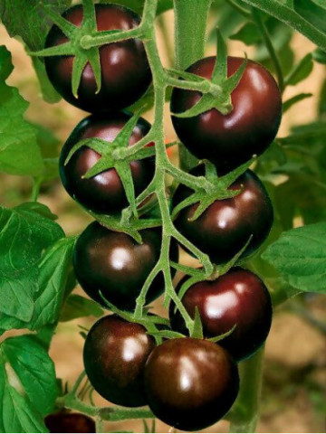 Bombonera F1 (5 seminte) rosii tip Kumato negre-ciocolatii, tomate exotice, Seklos