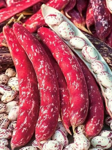 Borlotto Lingua di Fuoco (200 gr) seminte fasole pitica tarcata, Agrosem