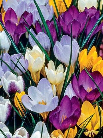 Brândușe (Crocus) Mixte (7 bulbi), un amestec jucaus de culori cu flori mari, bulbi de flori