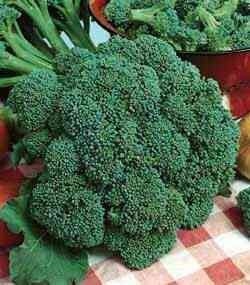 Broccoli Calabrese (500 seminte) broccoli soi timpuriu, pentru cultura in camp, Agrosem