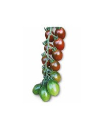 Brown cherry F1 172-857 (250 seminte) de tomate nedeterminate, de culoare maro inchis forma ovala foarte gustos, Yuksel
