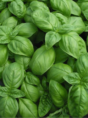 Busuioc frunze mari Italiano Classico (1000 seminte) de busuioc verde clasic italian