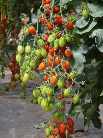 Caitlin (100 seminte) rosii pear cherry, semitimpurii, Agrosel