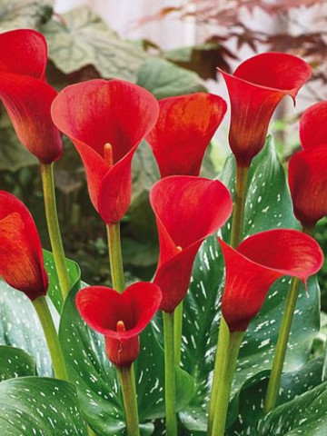 Cala Red Alert (1 bulb), floare mare, culoare rosu aprins, bulbi de flori