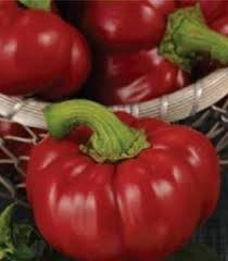 Calabrese F1 - 500 sem - Seminte de ardei gogosar cu aparat foliar bine dezvoltat si vigoare buna ce produce 12-14 fructe ferme pe planta avand o greutate medie de 80-100 grame de la United Genetics