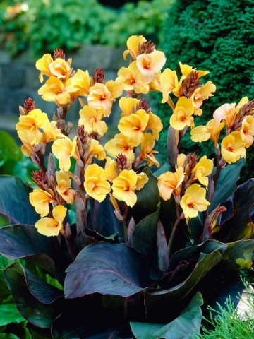 Canna Louis Cottin (1 bulb), floare exotica mare, culoare galben, bulbi de flori