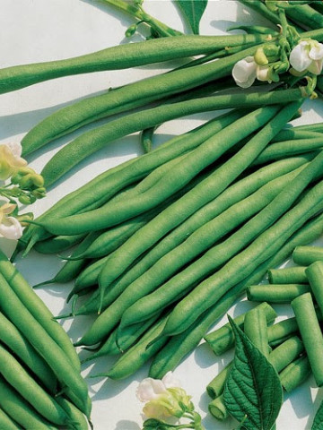 Cannellino (100 gr) seminte de fasole pitica cu bob alb, Agrosem