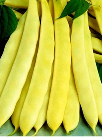 Capitano (100 gr) seminte de fasole pitica galbena lata, Agrosem