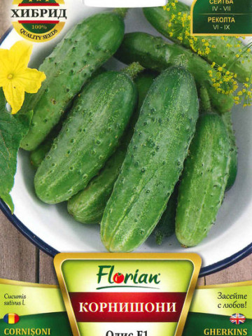 Castraveti CORNISON ODIS F1 - 1.5 g - Seminte de Castraveti CORNISON Hibrid Semitimpuriu Florian Bulgaria