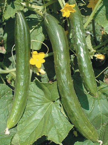 Castraveti Long China (60 seminte) castraveti lungi, fructe gustoase 28-30 cm, Agrosem