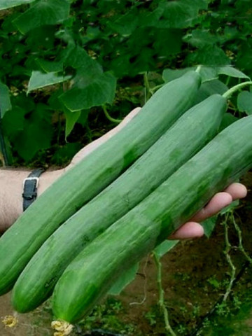 Castraveti Lungo Ortolani (60 seminte) de castraveti lungi de salata, Prima Sementi