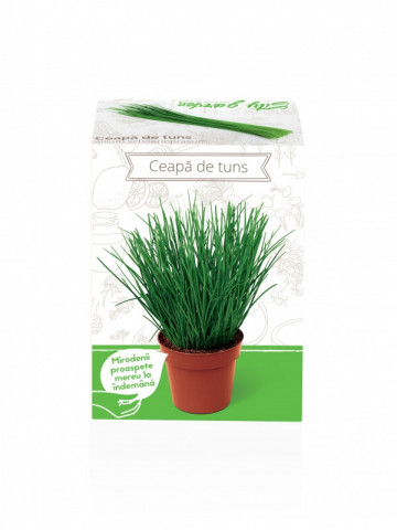 Ceapa de tuns - Kit plante aromatice