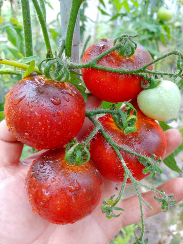 Cherry Bing Wing (40 seminte) rosii cherry negre culoarea rosie cu pete indigo pana la negru, Ukraina