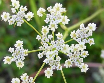 Chimen - 0.6 gr - Seminte de Chimen Planta Bienala Aromatica si Medicinala de la Florian