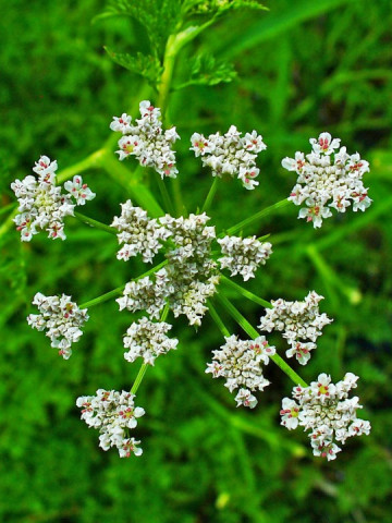 Chimion Medicinal - Seminte Plante Medicinale Chimion de la Florian