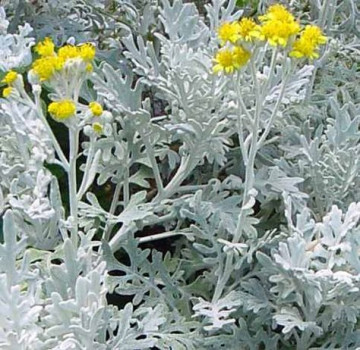 Cineraria (0.1 gr) seminte de planta cu frunze decorative de culoare cenusie, Agrosem