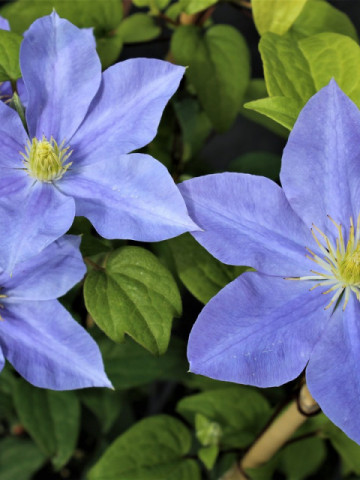 Clematite Fujimusume (1.5 m in ghiveci de 2 L), tufa ornamentala cataratoare Clematis, hibrid japonez cu flori incantatoare de culoare albastru luminos, cu stamine galbene in centru