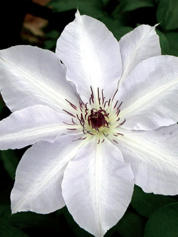Clematite Halina Noll (ghiveci 2 L), tufa ornamentala cataratoare Clematis, flori simple si batute, alb-roz fin