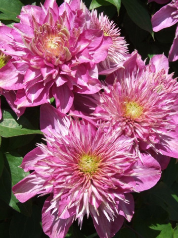 Clematite Kaiser (1.5 m in ghiveci de 2 L), tufa ornamentala cataratoare Clematis, hibrid japonez premiat, cu flori duble roz, potrivita si pentru ghivece