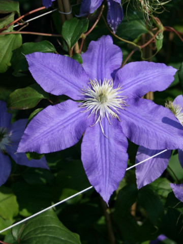 Clematite Lasurstern (1.5 m in ghiveci de 2 L) tufa ornamentala cataratoare Clematis, cu flori foarte mari, colorate in nuante de albastru-lavanda, clematita premiata
