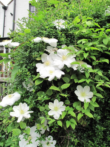 Clematite Marie Boisselot, tufa ornamentala cataratoare Clematis, cu flori mari, de un alb pur si stamine aurii , Yurta