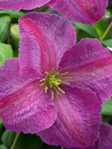 Clematite Mazurek (1.5 m in ghiveci de 2 L) tufa ornamentala cataratoare Clematis, cu flori mari, colorate in roz-violet aprins