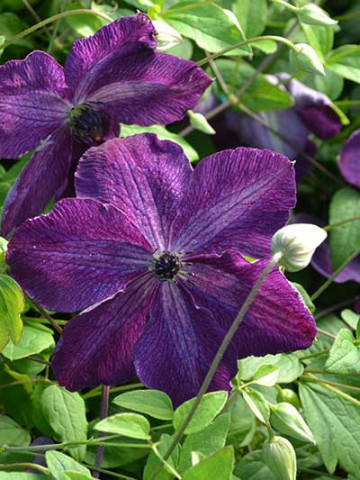 Clematite Night Veil (1.5 m in ghiveci de 2 L), tufa ornamentala cataratoare Clematis, hibrid japonez cu flori colorate in purpuriu-violet si alb
