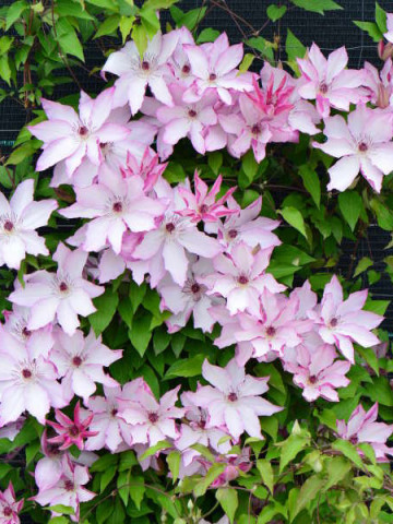 Clematite Omoshiro (1.5 m in ghiveci de 2 L), tufa ornamentala cataratoare Clematis, varietate japoneza cu flori mari, intr-o combinatie delicata de alb si roz