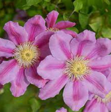 Clematite Pink Beauty (ghiveci 2 L) cu nuanțe de roz amoros deosebit de stralucitoare, cataratoare Clematis