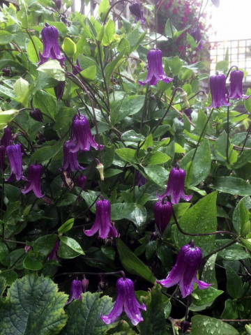 Clematite Rooguchi (1.5 m in ghiveci de 2 L) tufa ornamentala cataratoare Clematis, clematita cu cea mai lunga perioada de inflorire, cu flori gratioase in forma de clopotei de culoare albastru-violet