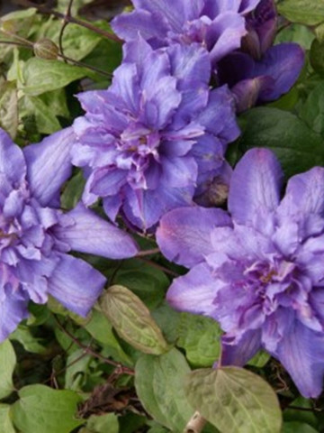 Clematite Vyvyan Pennell (1.5 m in ghiveci de 2 L), tufa ornamentala cataratoare Clematis, varietate premiata, cu flori duble, mari, colorate in violet-albastru cu atingeri de purpuriu-carmin in centru