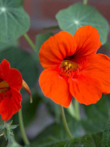 Condurul Doamnei rosu (8 seminte) seminte de Papucul Doamnei, plante anuale de culoare rosie, Agrosem