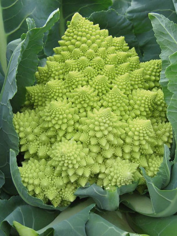 Conopida Romanesco Early (300 seminte) conopida soi semitardiv, inflorescente piramidale, galben-verzui, Agrosem